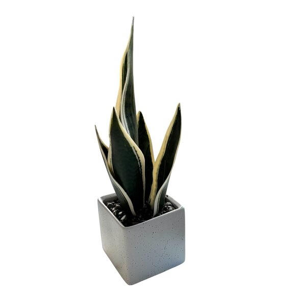 Artificial Snake Plant In Speckled White Square Ceramic Pot - Picture 3 of 6